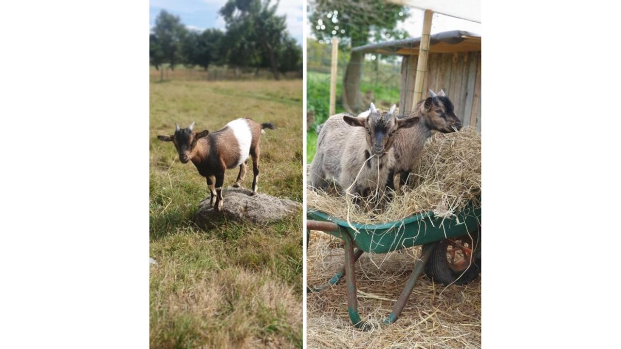 Le Domaine De La Petite Chevre Holiday home