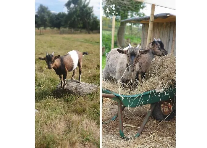 Le Domaine De La Petite Chevre