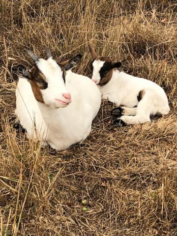 Le Domaine De La Petite Chevre Ferienhaus Ploumagoar